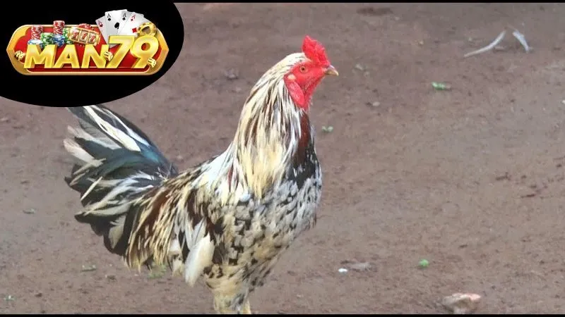 Định Nghĩa và Nguồn Gốc Của Gà Ngũ Sắc Thần Kê