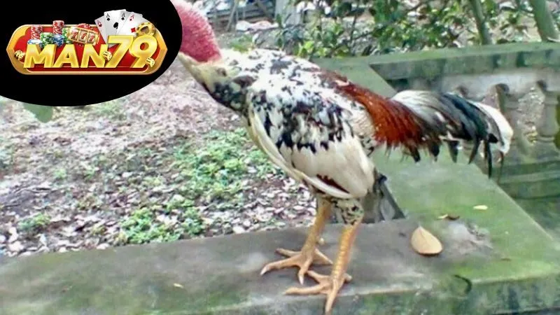 Kỹ Thuật Chăn Nuôi Gà Ngũ Sắc
