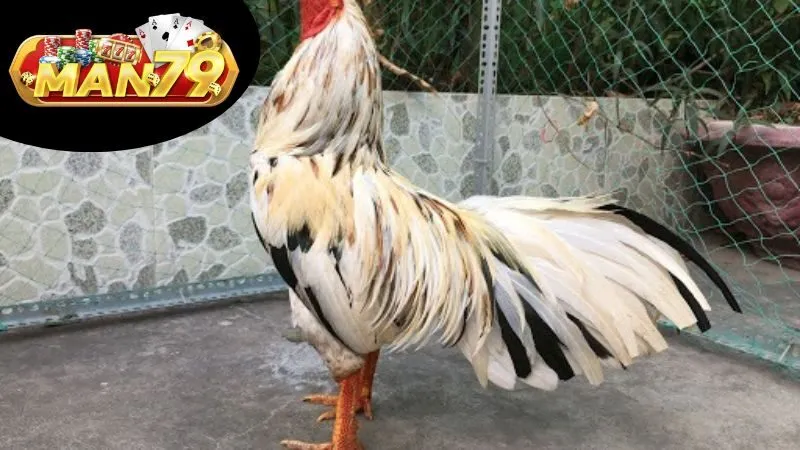 Giá Trị Kinh Tế Của Gà Ngũ Sắc
